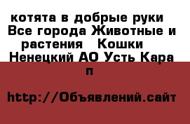 котята в добрые руки - Все города Животные и растения » Кошки   . Ненецкий АО,Усть-Кара п.